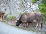 Corsica 06.2011 245