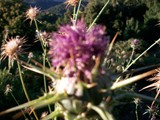 Corsica 06.2011 247