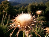 Corsica 06.2011 248